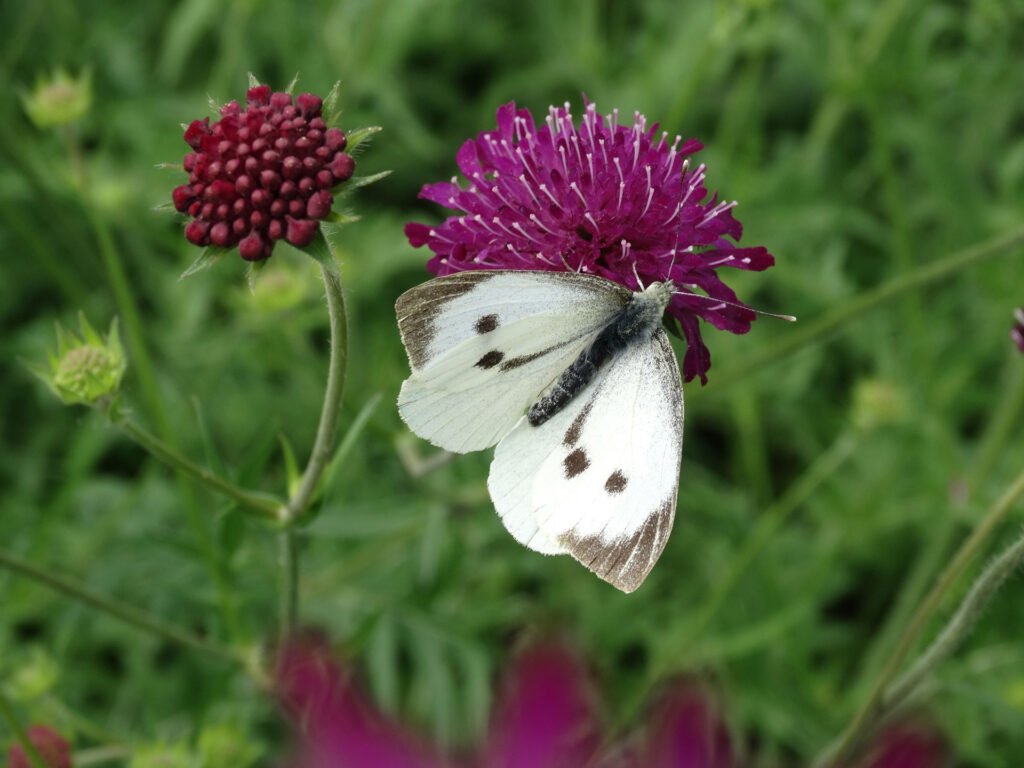 Butterflies and Solar