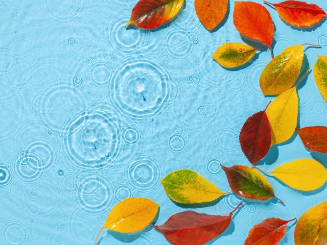 Colorful autumn leaves in shades of red, orange, and yellow float on a light blue water surface. Ripples and small circles spread across the water, suggesting raindrops hitting the surface, creating a serene and calming effect.